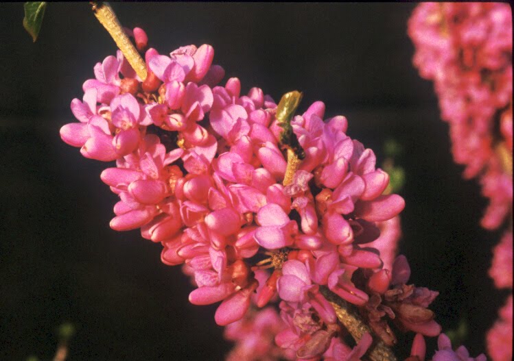 Greenleaf Nursery OK Customer Service Lilacs and Redbuds