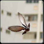 Pigeon Voyageur Colombophilie
