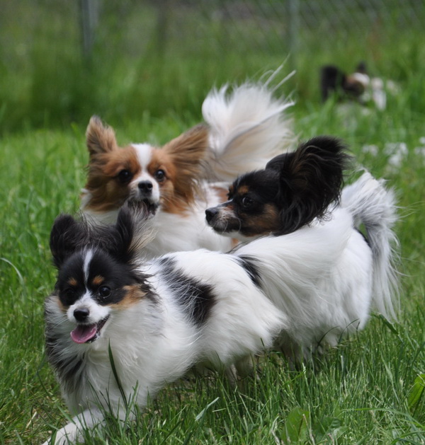 Road's End Papillons Anal Glands Sacs Infection a common Small