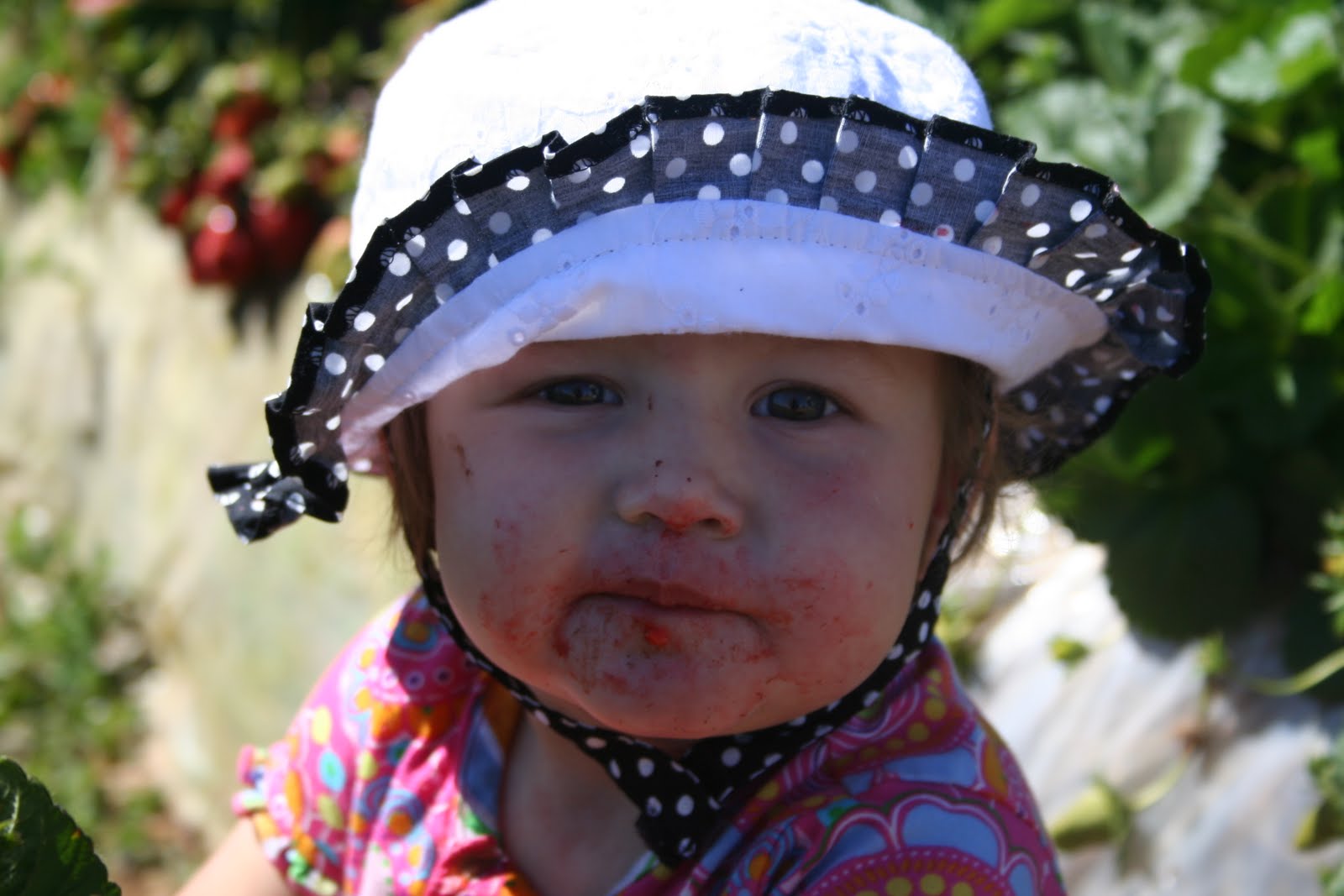 Whats up with the Annens? Strawberry Picking in Carlsbad!