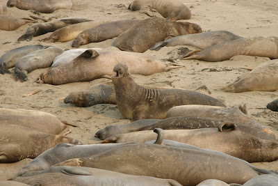 2008-07-02_32_CA1_San Simeon_CA_b.jpg
