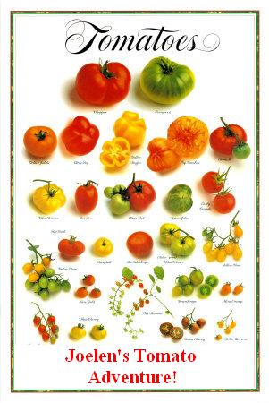 [W136~Tomatoes-Posters.jpg]