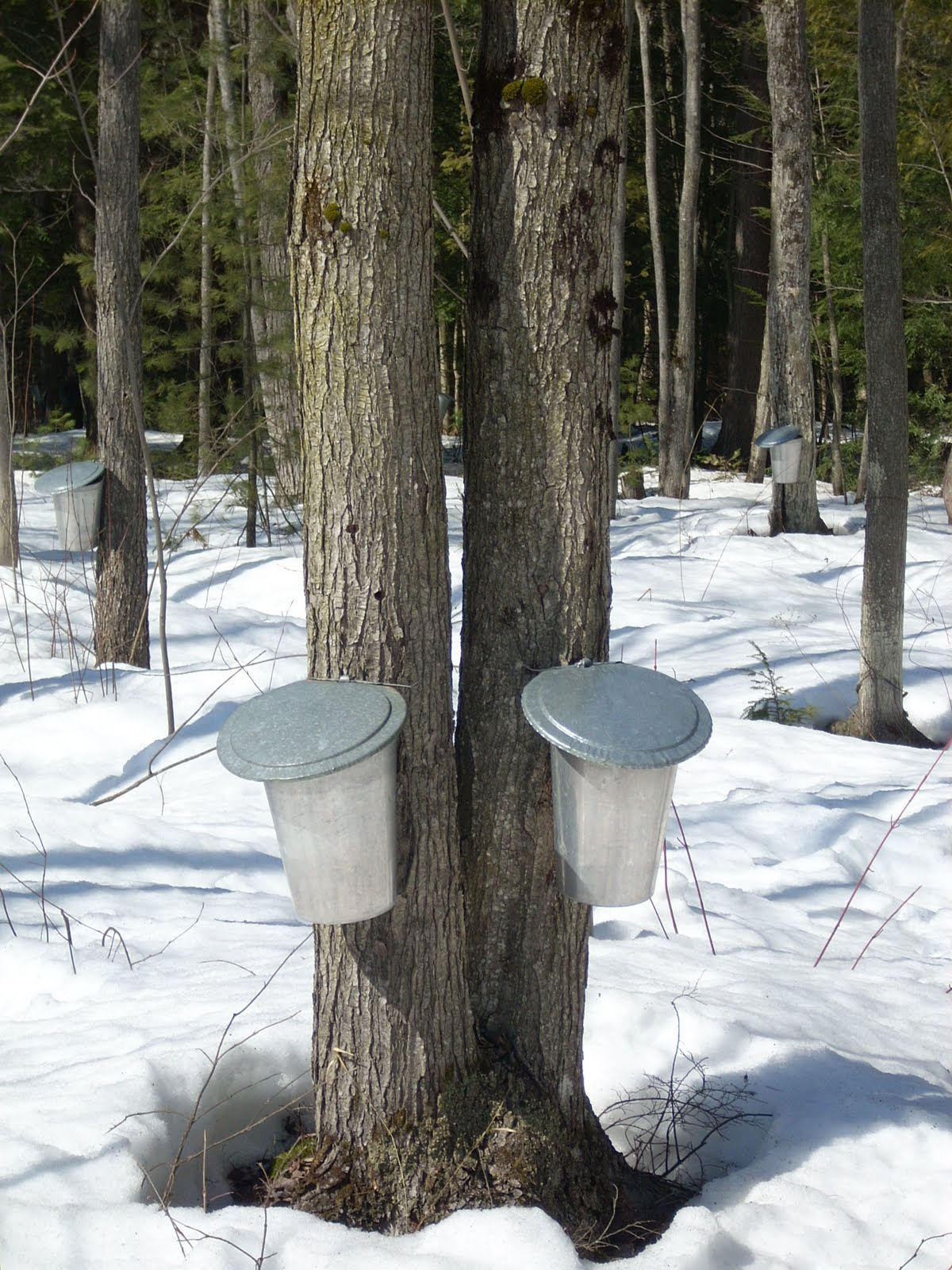 Granada, Grey y yo: Collecting Maple water in Magog.