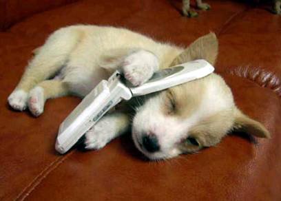 [Dog-on-a-cell-phone.jpg]