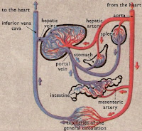 physics: Liver Circulatory System