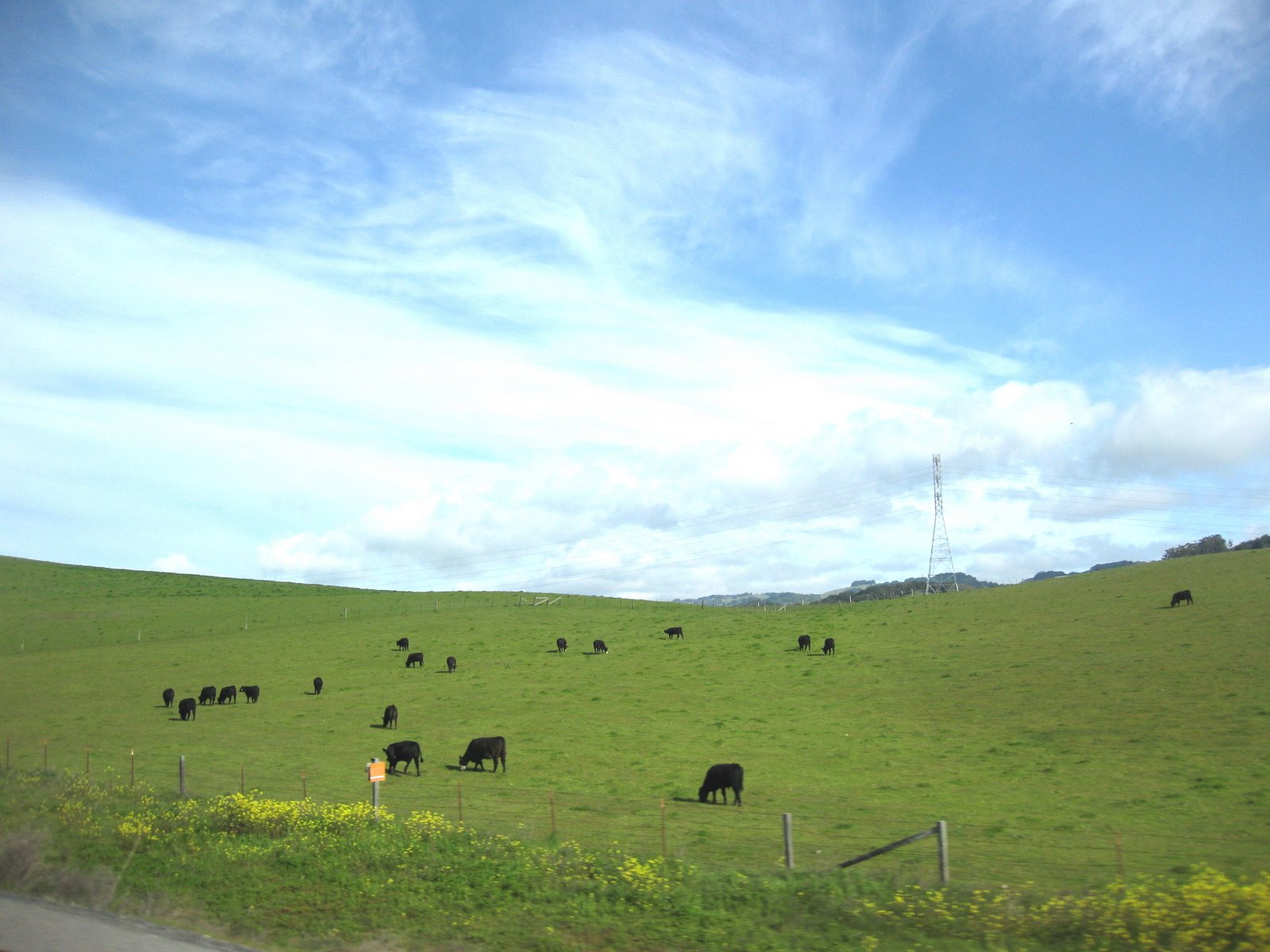 [Petaluma+road+cattle+on+green+hill.jpg]