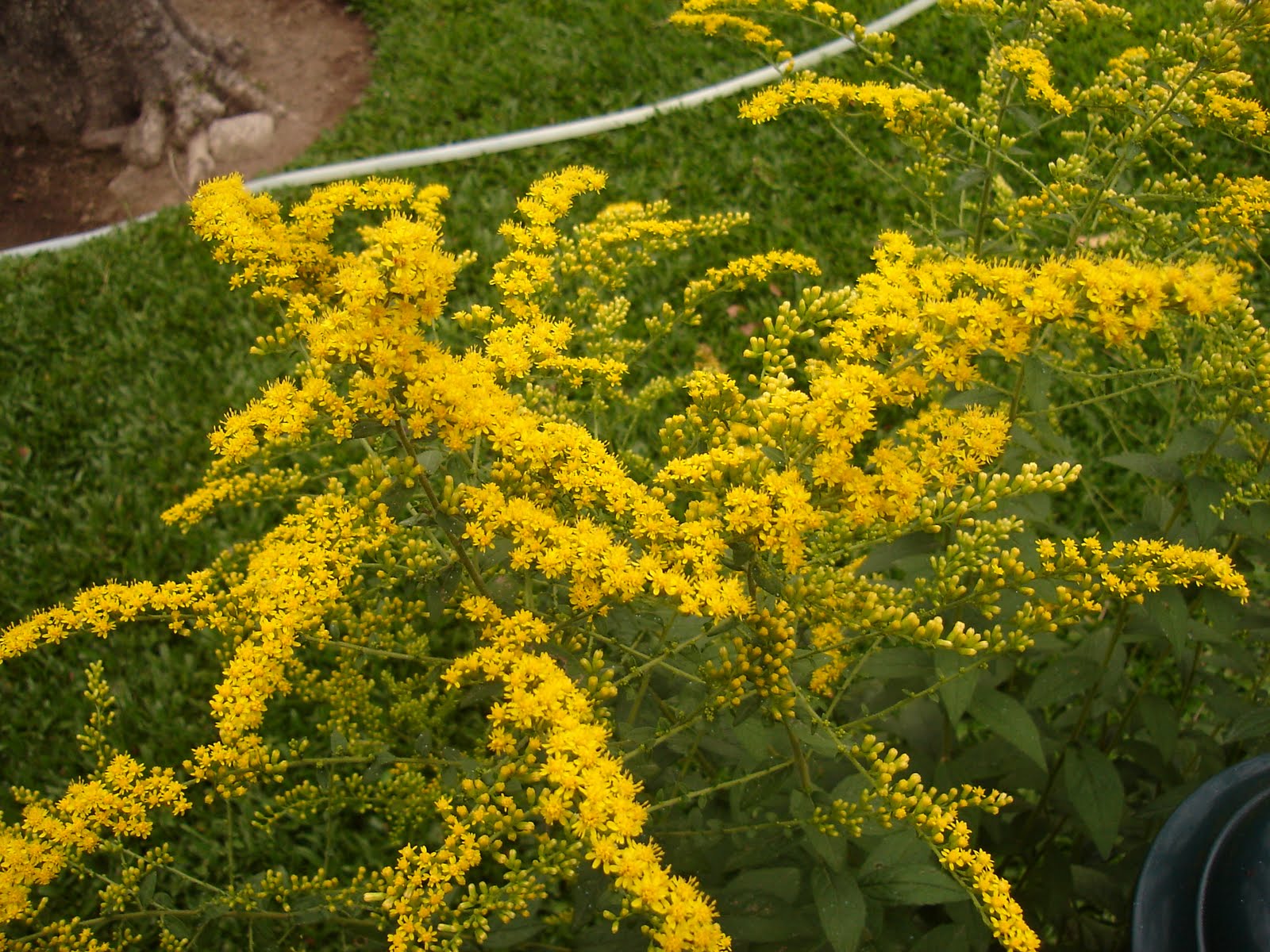 O Canteiro da Mimi: Solidago Radula