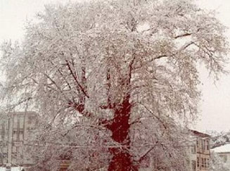 [yaşlı-çınar.jpg]