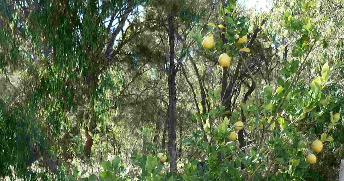 Simpleliving Lemon Tree (Urine Best Fertiliser )