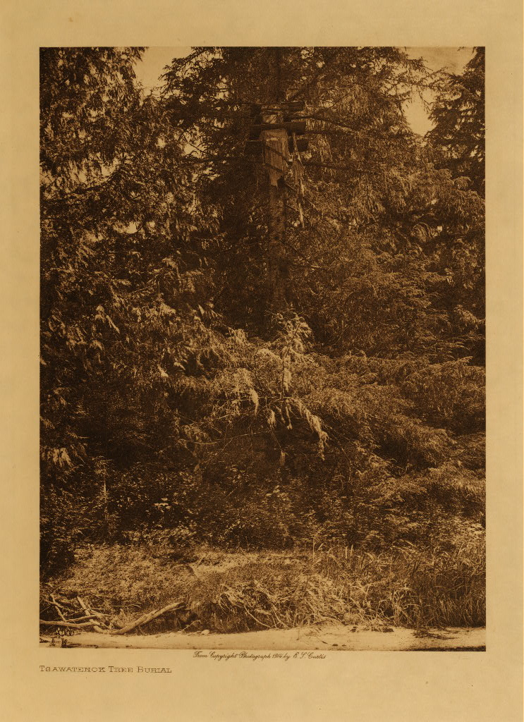 [Tsawatenok+tree+burial.jpg]