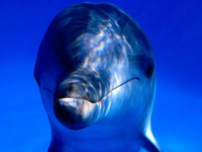 hd dolphin wallpapers