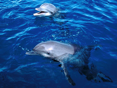 beautiful dolphin wallpapers