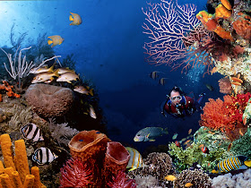 wallpaper for blogspot. scuba diving wallpaper.