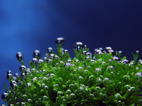 wallpapers underwater. underwater wallpapers free