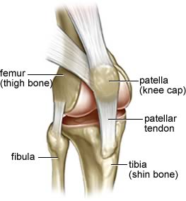 [knee_joint.jpg]