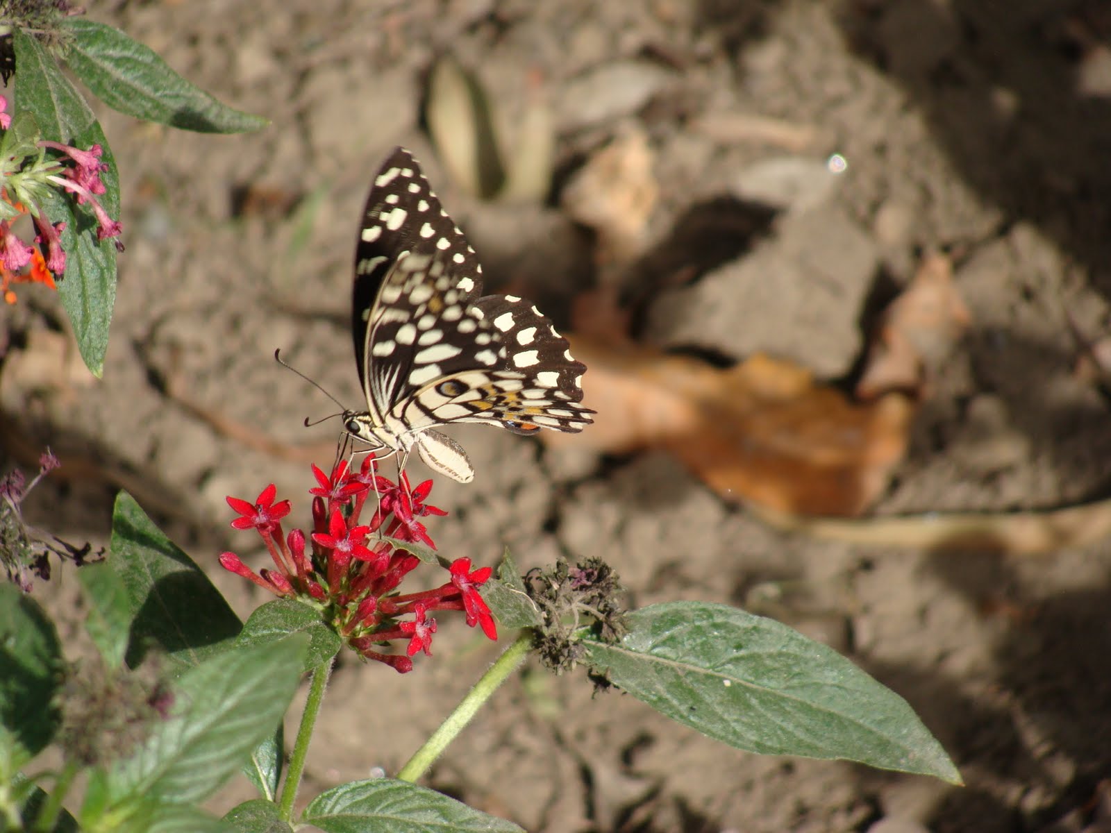 India Garden Butterfly garden
