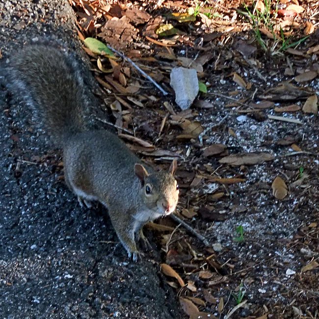 Peanuts in Our Parks... Can Butterflies Cause Hurricanes? Palm Coast