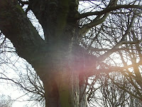Tree Close Up