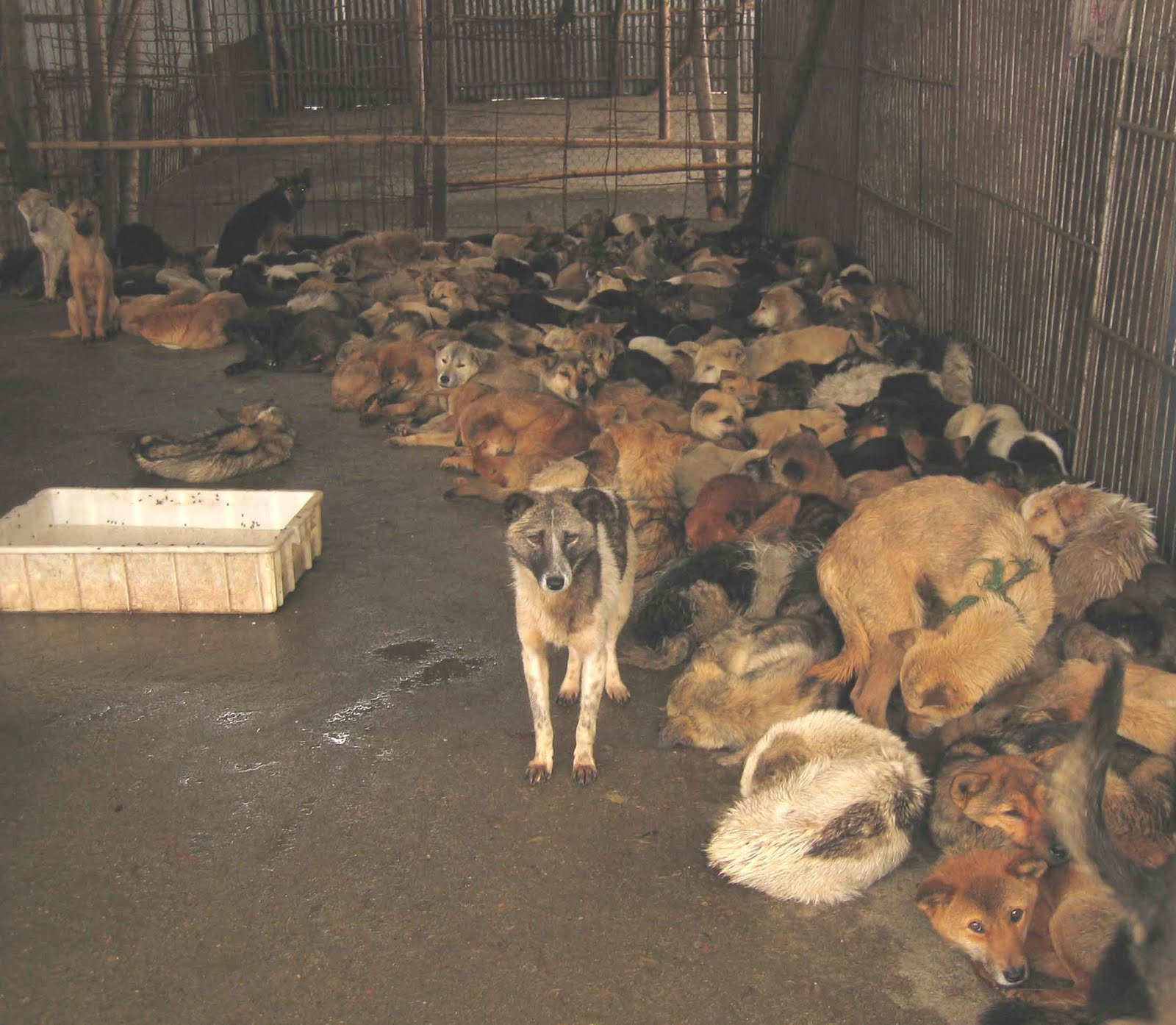 How Many Countries Eat Dogs And Cats How Many Countries Eat Dogs And Cats