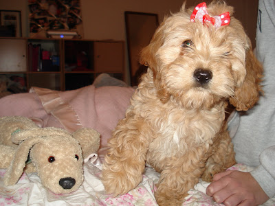 cockapoo puppy lab