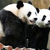 Ταξίδι επιστροφής στην Κίνα για τα δυο panda