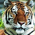 Οι τίγρεις απειλούνται με αφανισμό!
