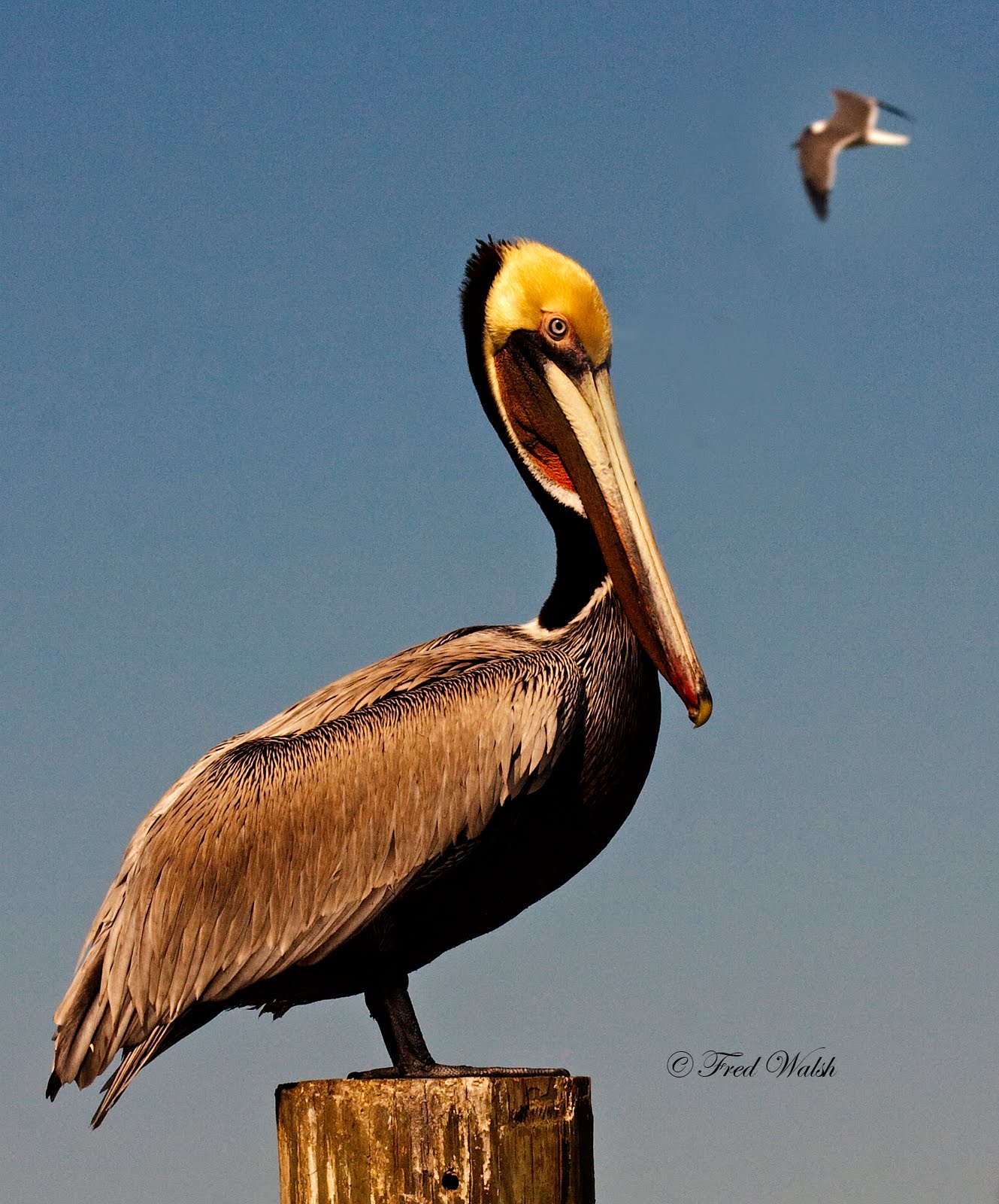 Pictures Of Brown Pelicans 69