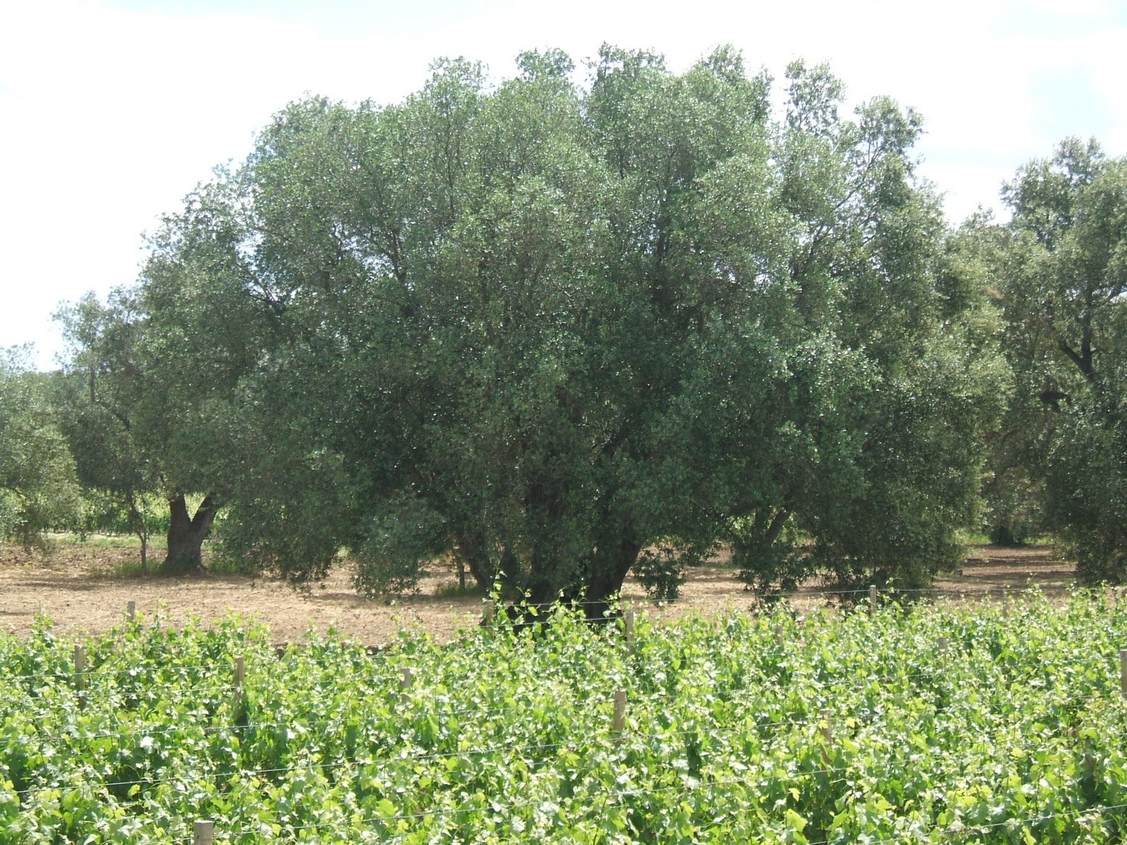 Olive trees and vineyars.... (Puglia Photo Collection) South Italy