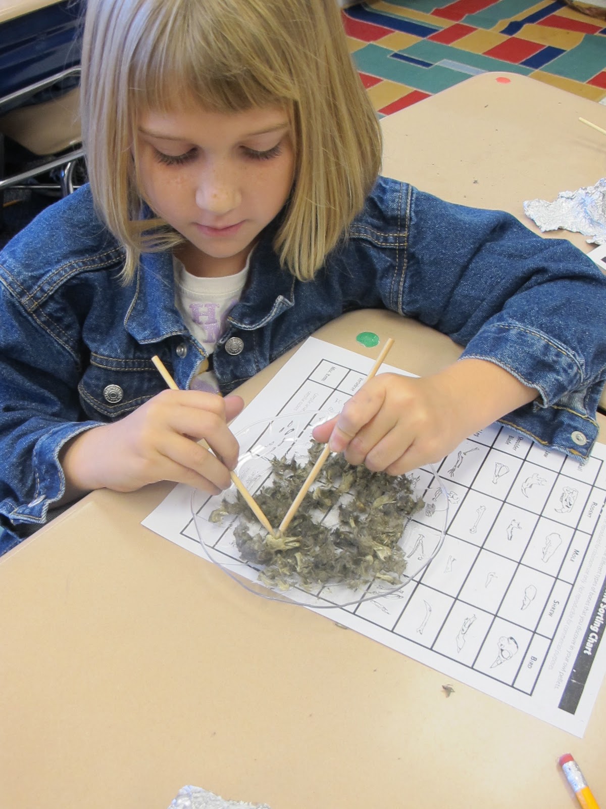 Emma's Bobcat Den owl pellets