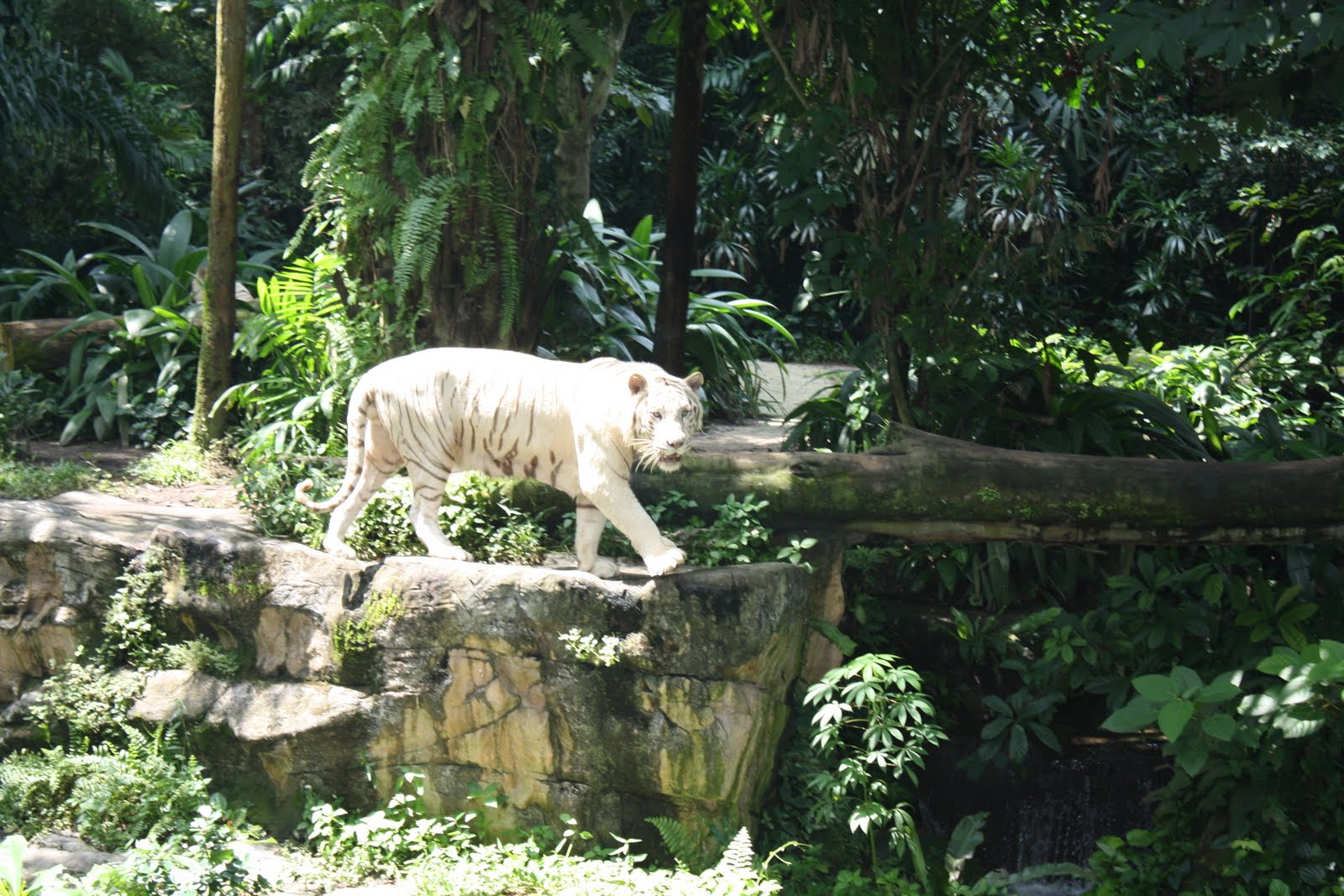 A guide to Singapore Singapore Zoo