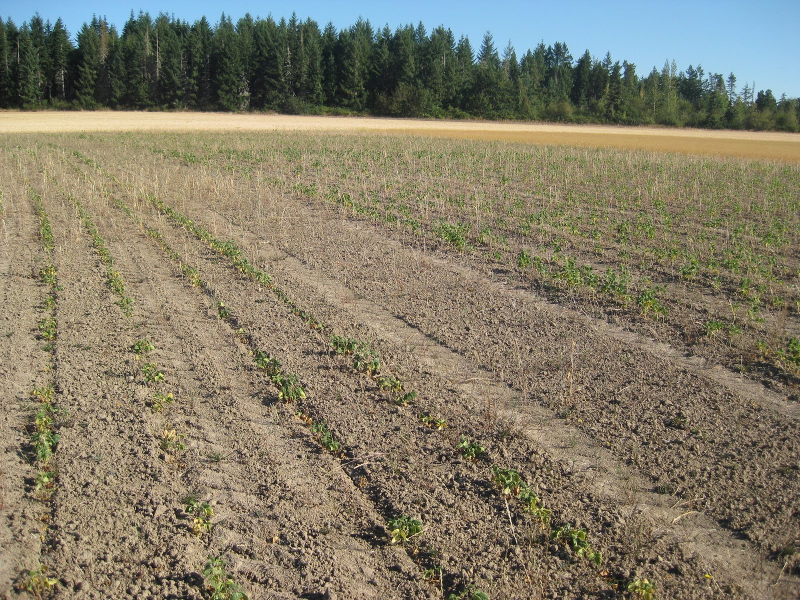 A Conventional Farm Transitions to Organic. Harvest update