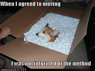 Movers Homestead Moving With Your Dog Moving With Your Dog