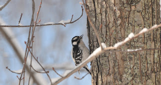 Colvin Run Habitat: Blizzards of 2010: Downy Woodpeckers