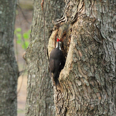 Colvin Run Habitat: Pileated Woodpecker Digging for Ants