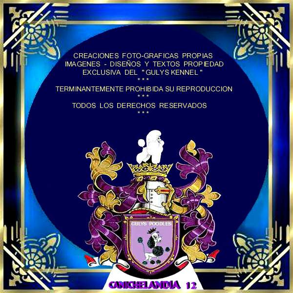 CANICHES GULYS - CANICHELANDIA - 12 -