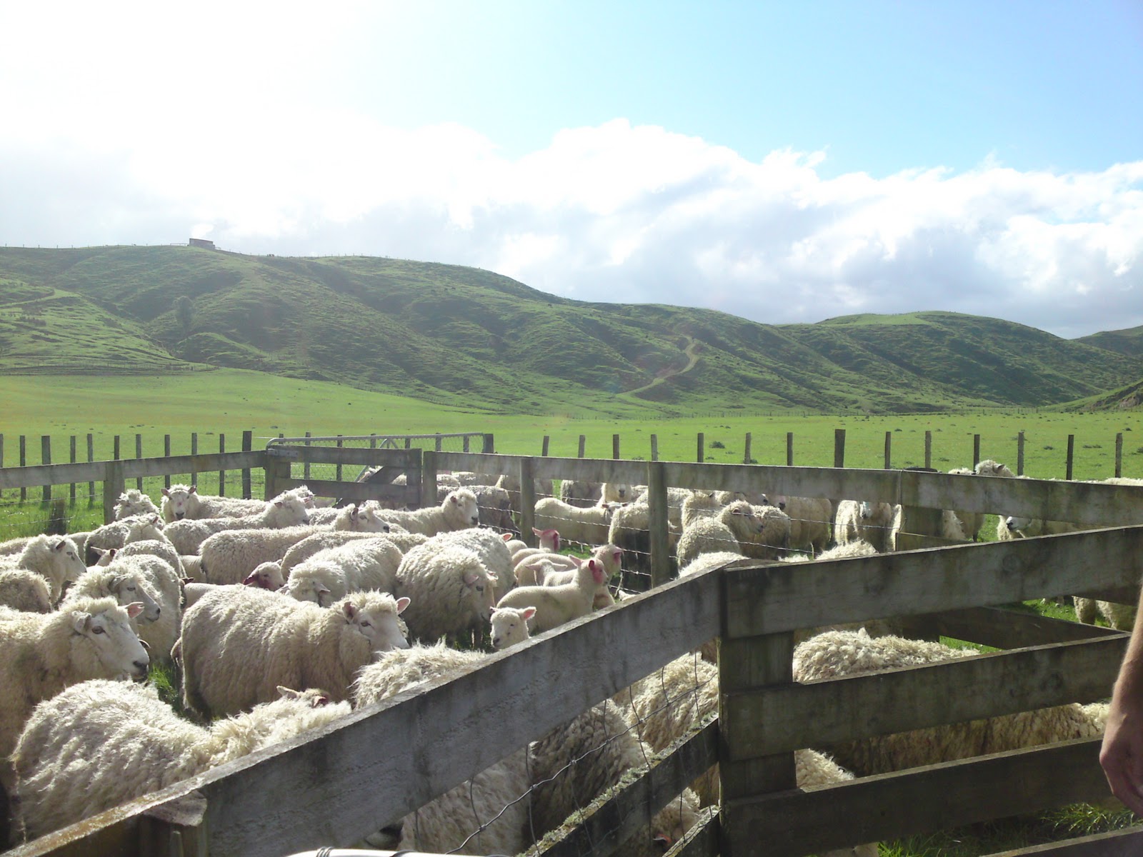 The adventures of Tobi Jay Sheepfarm Pahiatua