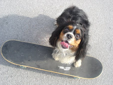Capi, the skateboarding dog.