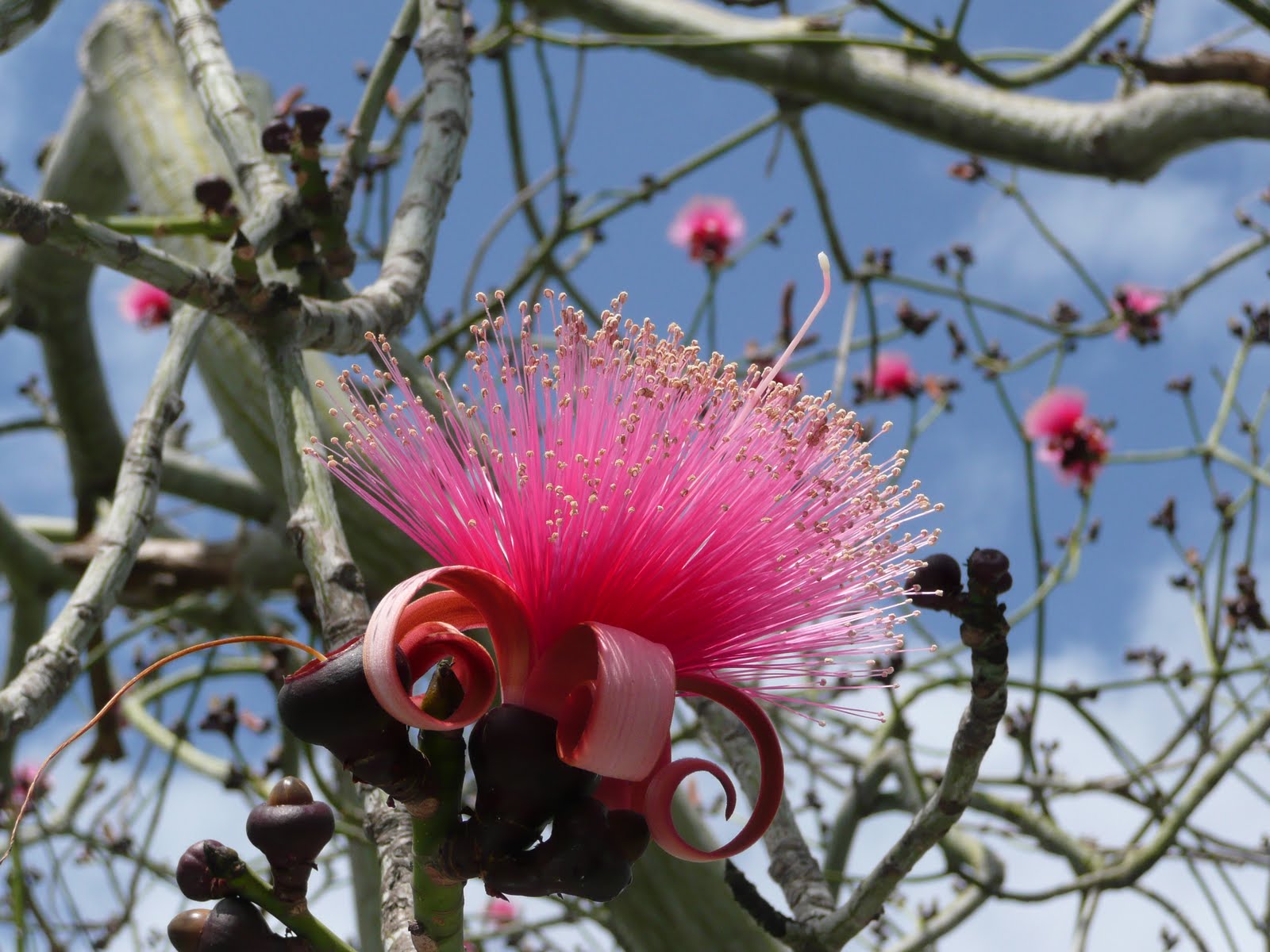 Visit Key West Fantastic flowers of Key West