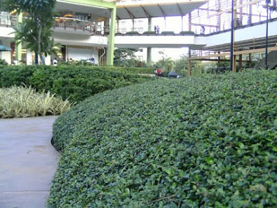 park mall cebu