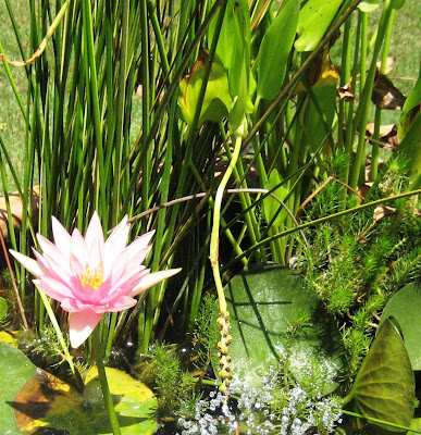 Water Garden in Bloom