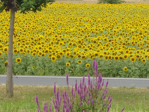 Tournesols - Etape 9