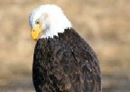 Bald Eagle KNWR