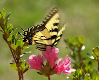 Acupuncture Blog Chicago: Spring Planning and Envisioning... Acupuncture Blog Chicago: Spring Planning and Envisioning...