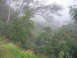 Sean´s first trip to a cloud forest