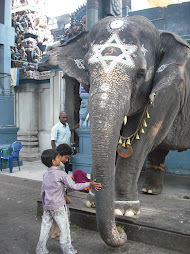 Lakshmi the elephant