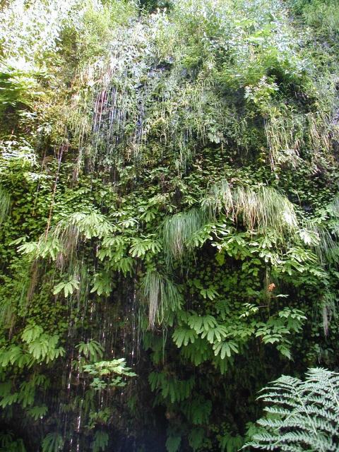 [MultnomahRainForest.JPG]