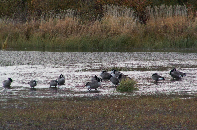 [TroutLakeGeese078.JPG]