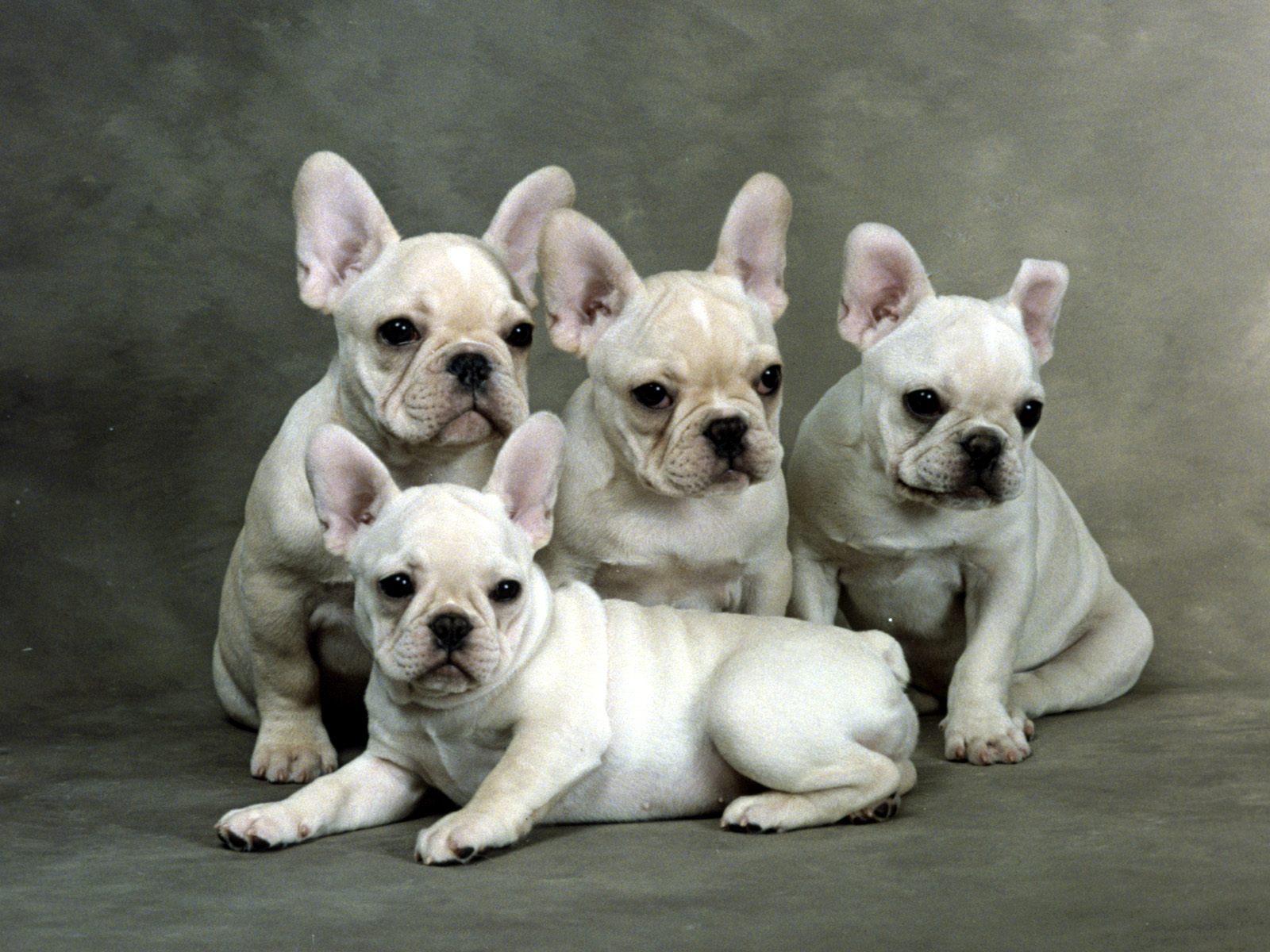 French Bulldogs: French Bulldogs - Easy methods to Look after and Coach ...
