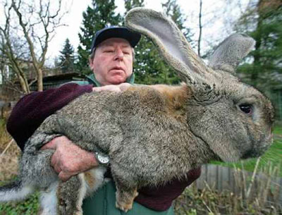 http://4.bp.blogspot.com/_eWZPcP0HR8Q/TSldiad-fII/AAAAAAAAAgY/49XhOFDLznc/s1600/riesen_hase_giant_rabbit_Lapin_Robert.jpg