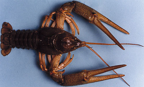 [turkish-crayfish.jpg]